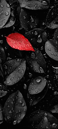 Dark leaves with water drops full HD Android wallpaper