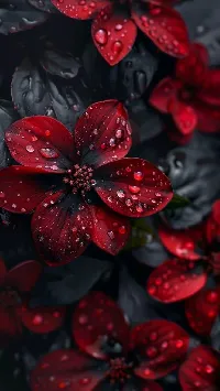 Dark red flower HD Android wallpaper with water drops