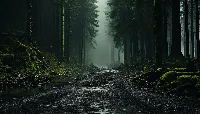 Mysterious fog veils dark forest 4k desktop wallpaper