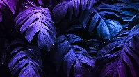 Neon lights tropical nature leaves 4k desktop wallpaper