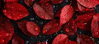 Red leaves with water drops cool 4k desktop wallpaper